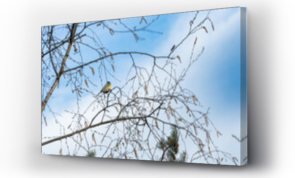 Wizualizacja Obrazu : #775844019 Ptak na drzewie