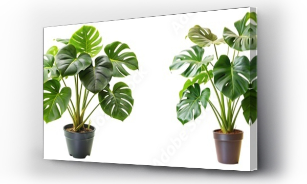 monstera