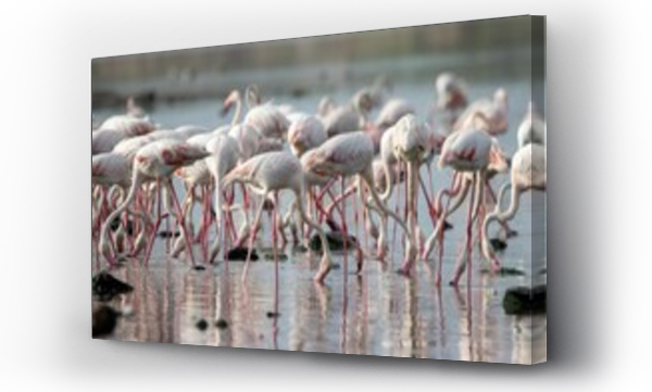 Wizualizacja Obrazu : #783638907 Flock of light pink white tropical flamingoes wading in a lake