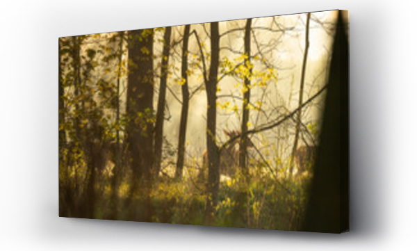 Słońce w lesie, zwierzęta