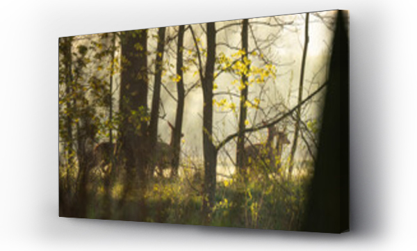 Słońce w lesie, zwierzęta