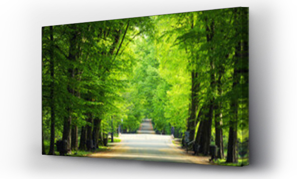 Wizualizacja Obrazu : #785491501 Krajobraz wiosenny, park, aleja, zielone drzewa i li?cie