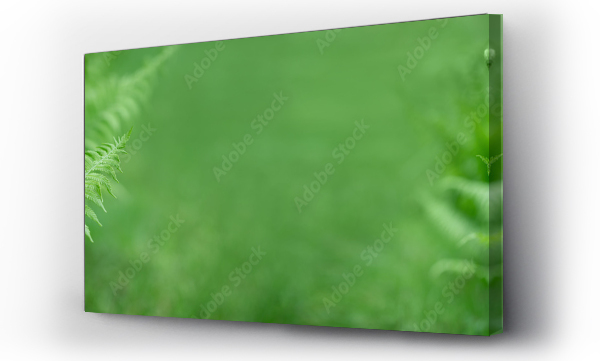 Wizualizacja Obrazu : #786329466 zielone paprocie  jako baner