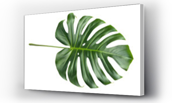 monstera
