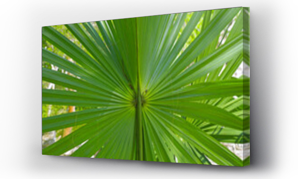 Abstrakcja zieleń, artystyczne, Liście