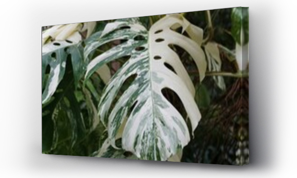 monstera