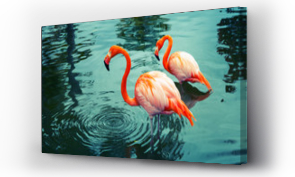 Wizualizacja Obrazu : #79304193 Two pink flamingos walking in the water with reflections