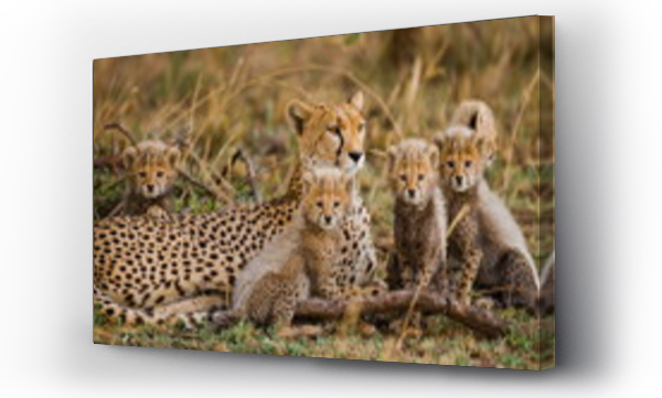 Samica geparda z młodymi