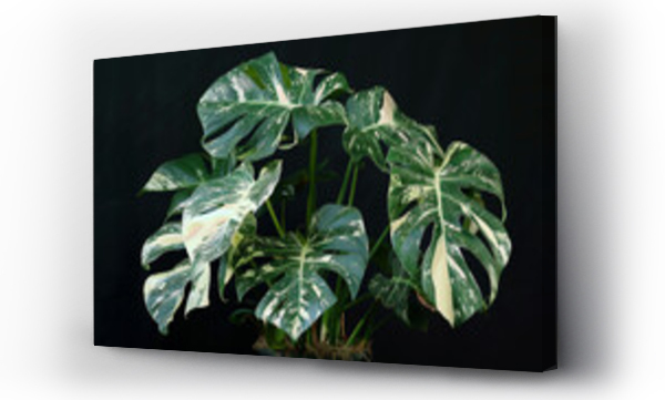 monstera