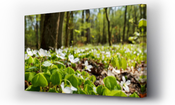 biały las, Kwiaty, las kwiaty