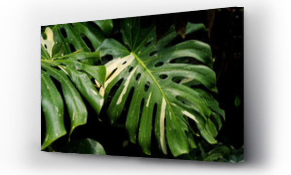 Wizualizacja Obrazu : #819021227 Monstera Thai constellation, Monstera deliciosa variegated spot