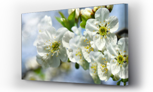 kwiat wiśni, kwiat wiśni