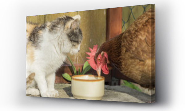 Wizualizacja Obrazu : #82869707 Kot i kura 