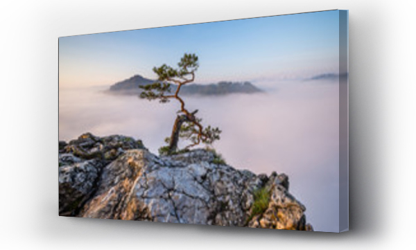 drzewa, drzewo, góra, góry, Pieniny