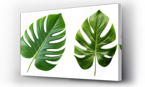monstera