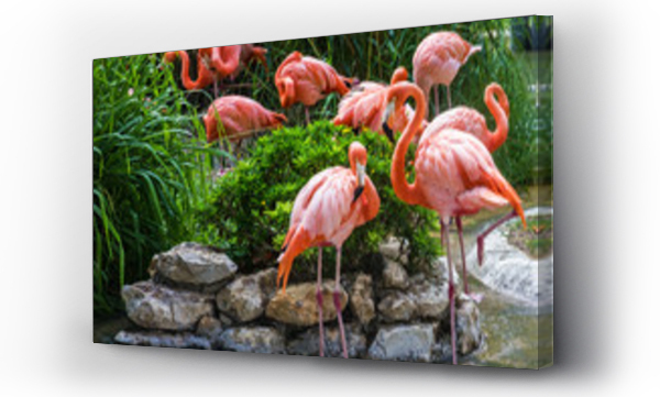Wizualizacja Obrazu : #83382239 rodzina flamingów w zoo w Lizbonie, Portugalia