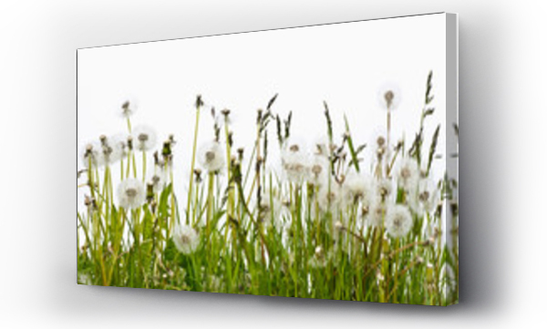 Dmuchawce, Kwiaty, Łąka kwiaty