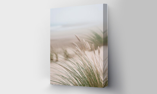 plaża, trawa, trawy