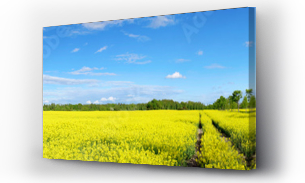 Wizualizacja Obrazu : #84183344 rapeseed field panorama
