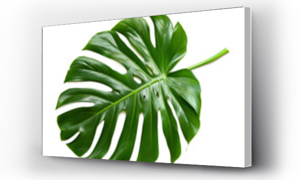 monstera