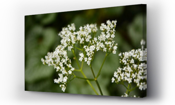 Wizualizacja Obrazu : #849059110 Koz?ek lekarski, waleriana, bia?e kwiaty waleriany, kwitn?ca waleriana, kwitn?cy koz?ek, Valeriana officinalis, white valerian flowers, blooming valerian, garden valerian, 