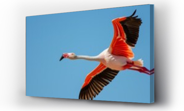 flamingi
