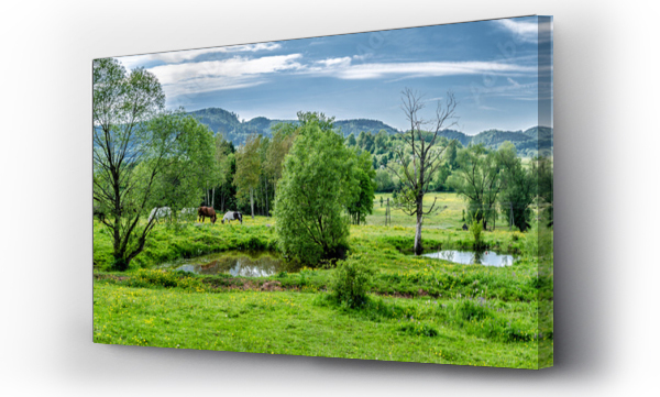 Konie, pejzaż, łąka