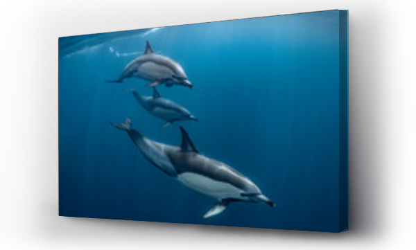 Wizualizacja Obrazu : #852969319 Pod of common dolphins (Delphinus delphis) swimming in the Atlantic Ocean near the Western Cape coast of South Africa