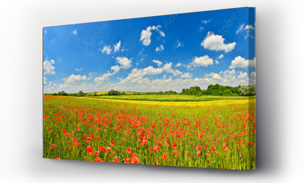 Wizualizacja Obrazu : #85477854 Panorama of poppy field in summer countryside