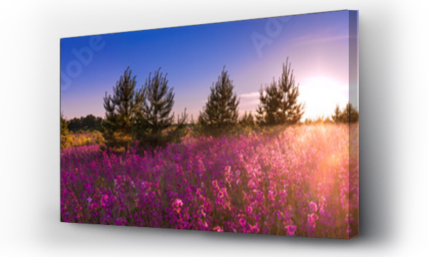 letni krajobraz z kwitnącą łąką, wschód słońca.panorama