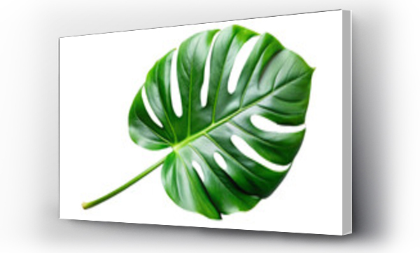 monstera