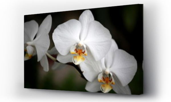 Storczyki - storczyk (Orchis - Orchidaceae) ? byliny