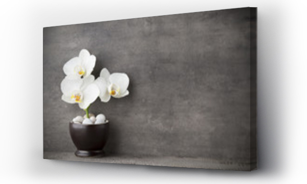 Biała orchidea i kamienie spa na szarym tle.