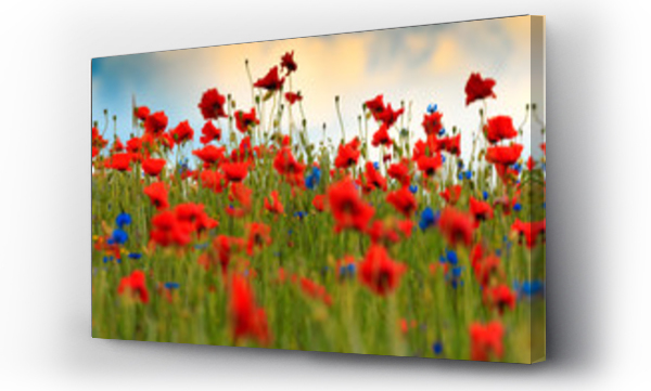 Wizualizacja Obrazu : #86064049 Maki  i Chabry 