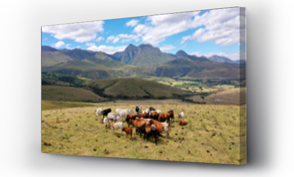 afryka, mountain cattle