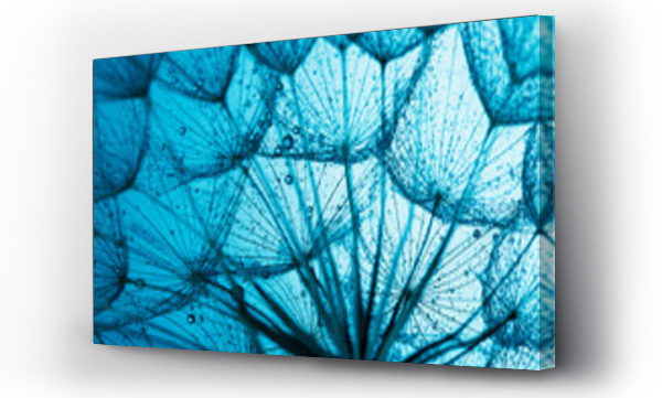 Dmuchawce, natura, niebieski