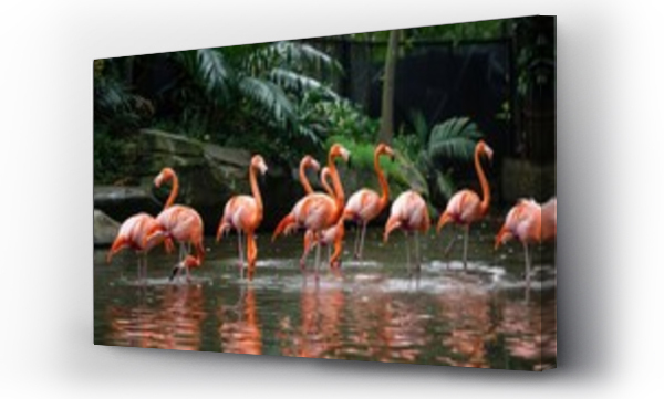 flamingi, Flamingos