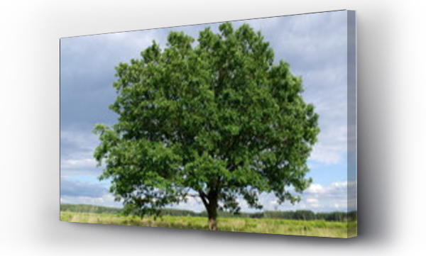 Wizualizacja Obrazu : #86814798 Drzewo na wietrze.
