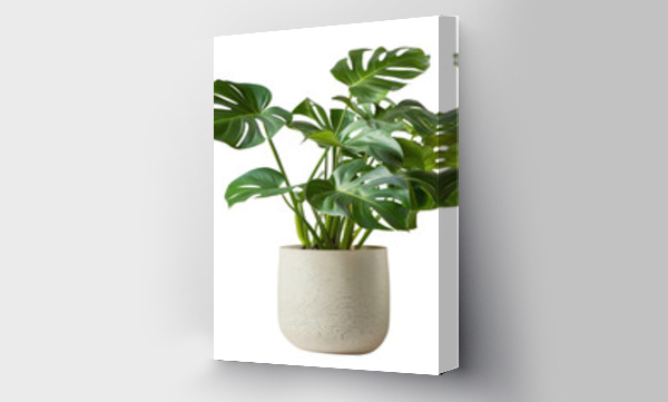 monstera