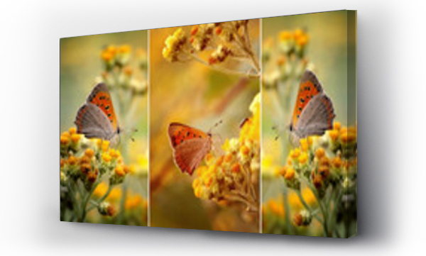 Kwiaty, Motyle, łąka, Łąka kwiaty