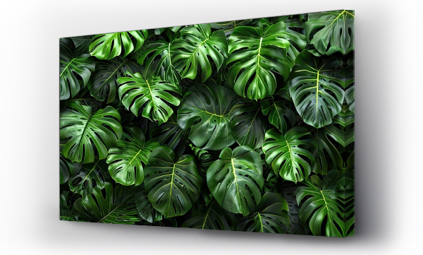 monstera