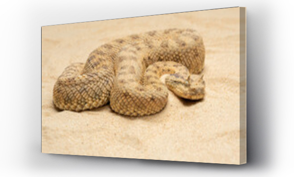 Wizualizacja Obrazu : #886036018 Cerastes cerastes, commonly known as the Saharan Horned Viper or Desert Horned Viper, is a venomous viper species found in the deserts of North Africa and parts of the Middle East. 