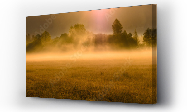 bieszczady, drzewo, przyroda, trawa żółty, trawy, łąka