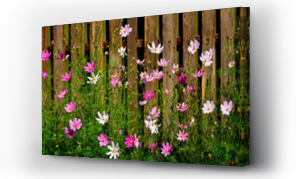 Kolorowe kwiaty, Kwiaty