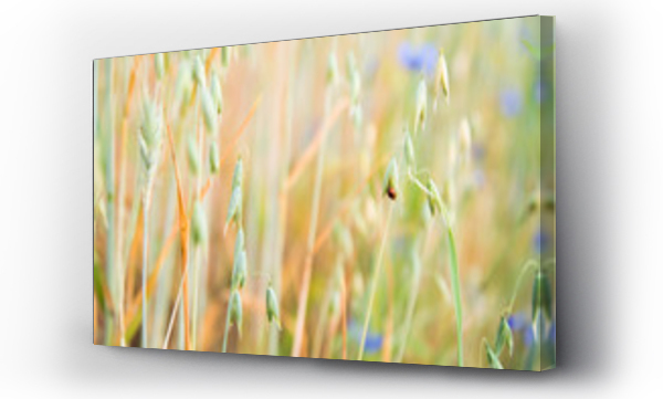 Kwiaty, polne kwiaty, łąka, Łąka kwiaty