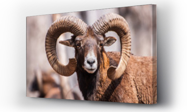 dziki, przygoda, zwierzęta