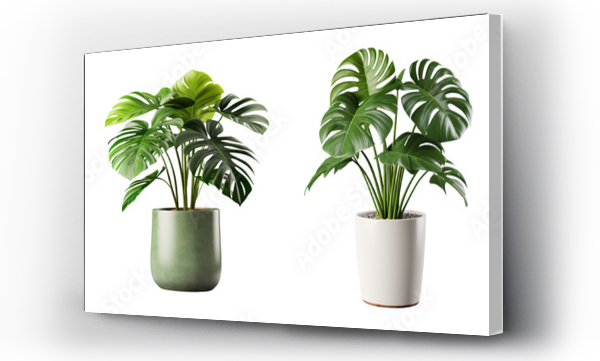 monstera