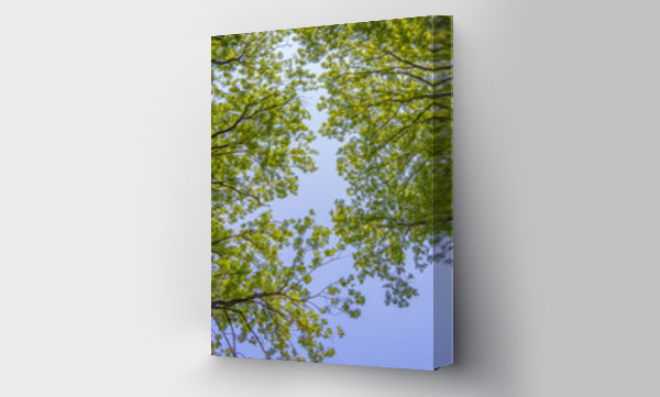 akacja, drzewo, Liście