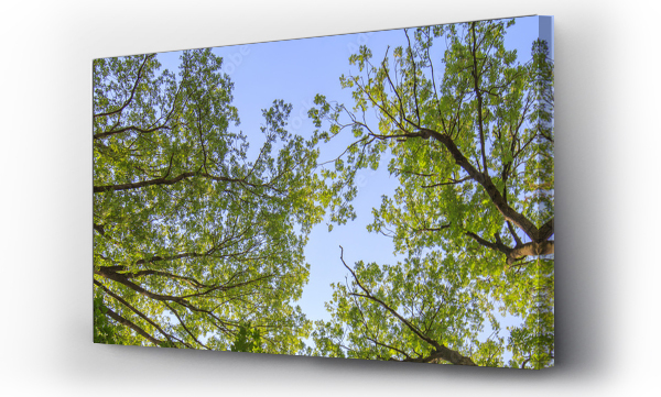 akacja, drzewa, drzewo, Liście