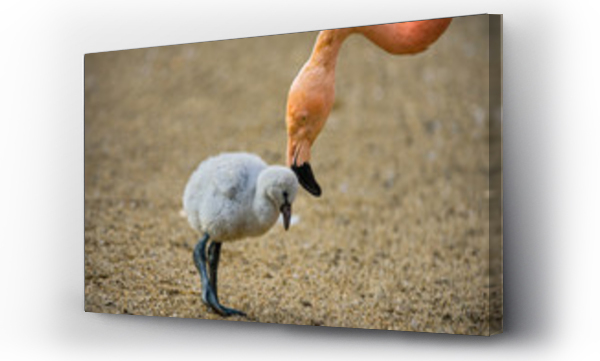 Wizualizacja Obrazu : #90207004 Baby bird of the American flamingo with its mother.